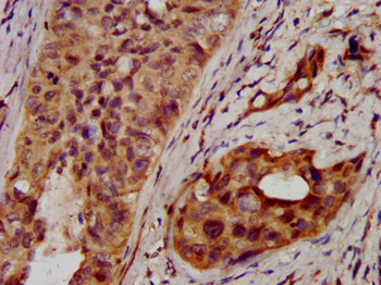 NSDHL Antibody