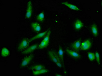 NSDHL Antibody