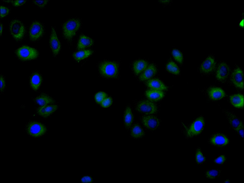 RPE65 Antibody
