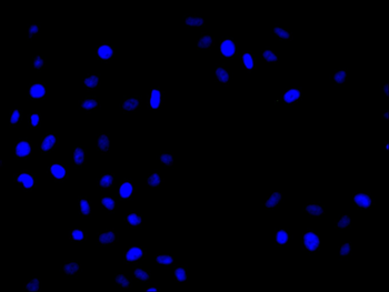 RPE65 Antibody