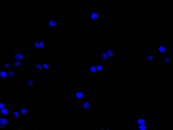 RPE65 Antibody