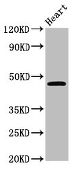 CERS3 Antibody