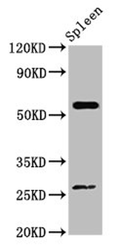 ACD Antibody