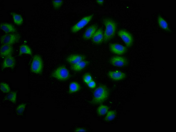 CLPTM1L Antibody