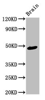 AMBN Antibody