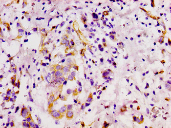 MCAM Antibody