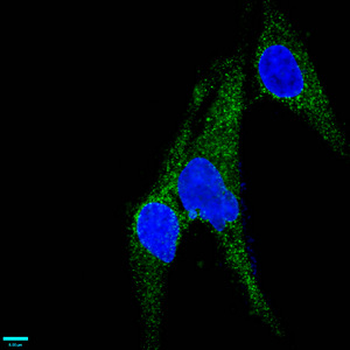 MCAM Antibody
