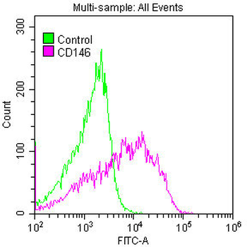 MCAM Antibody