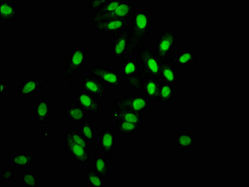 HIST1H2AB Antibody