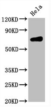 CD86 Antibody