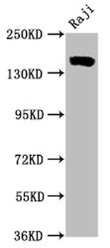 CR2 Antibody