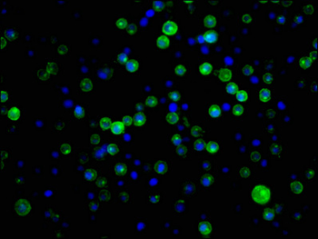 CR2 Antibody