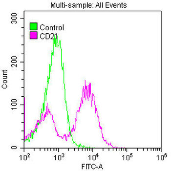 CR2 Antibody