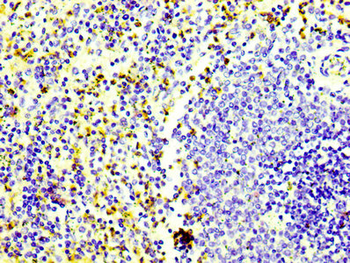 CD163 Antibody