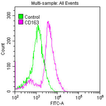 CD163 Antibody