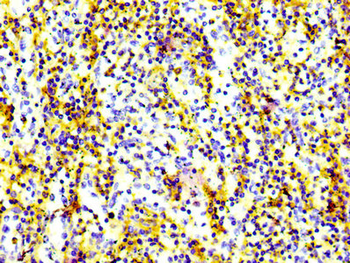 CD97 Antibody