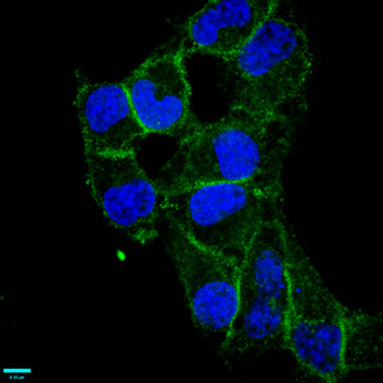 CD97 Antibody