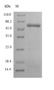 Human PNMA2 protein