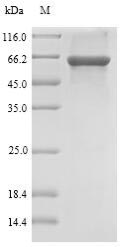Rat Sult1b1 protein