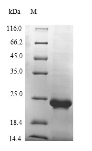 Mouse VWF protein