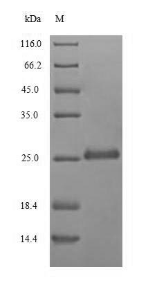 Fungi RNU2 protein
