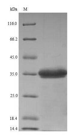 Bacterial hlgC protein