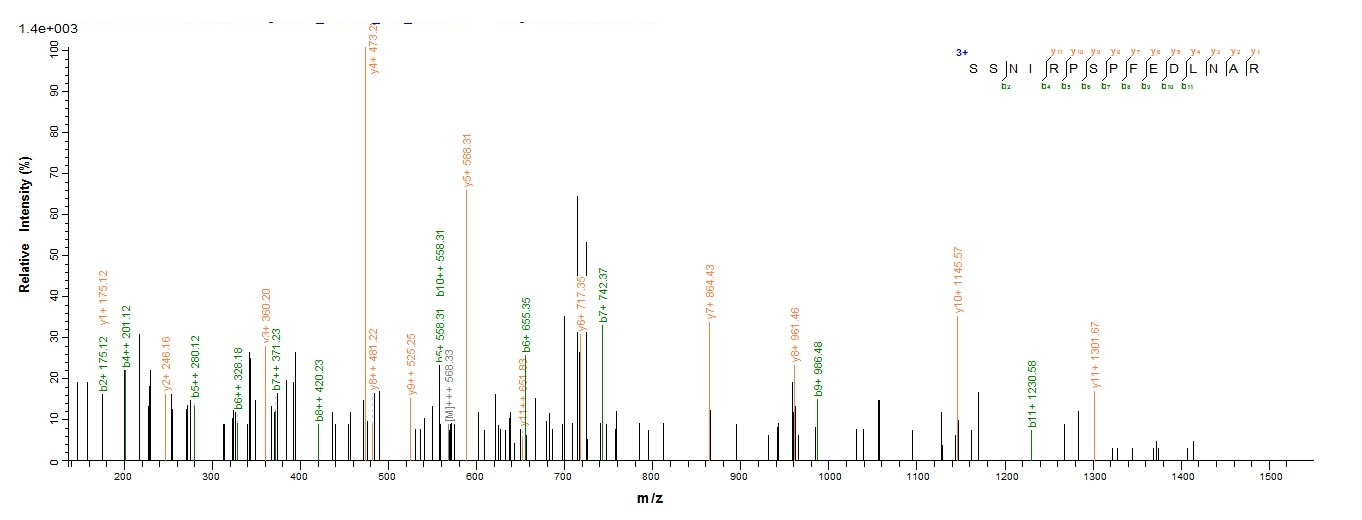 Human SPRED1 protein