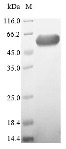 Human ENGASE protein