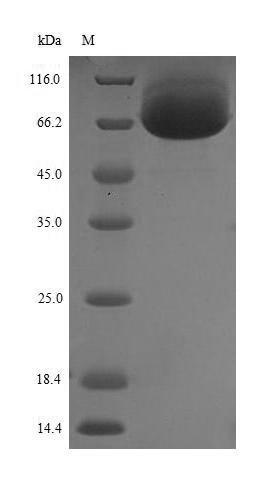 Human DPYSL5 protein