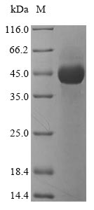 Bacterial Lysyl endopeptidase protein