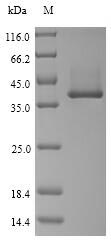 Bacterial hlb protein