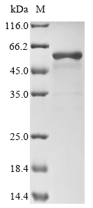 Hamster P4HB protein