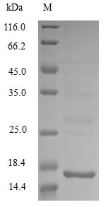 E. coli msyB protein