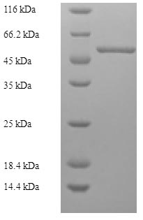 Human ATP6AP2 protein