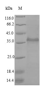 Primate CCL20 protein