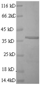 Mouse CD63 protein