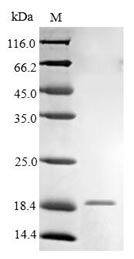 Human FCER1G protein