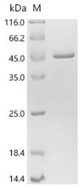 Human IFNA14 protein