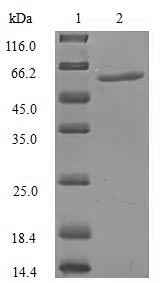 Human KPNA1 protein