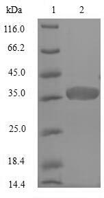 Bacterial ACPP protein