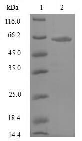 Rat NPR3 protein