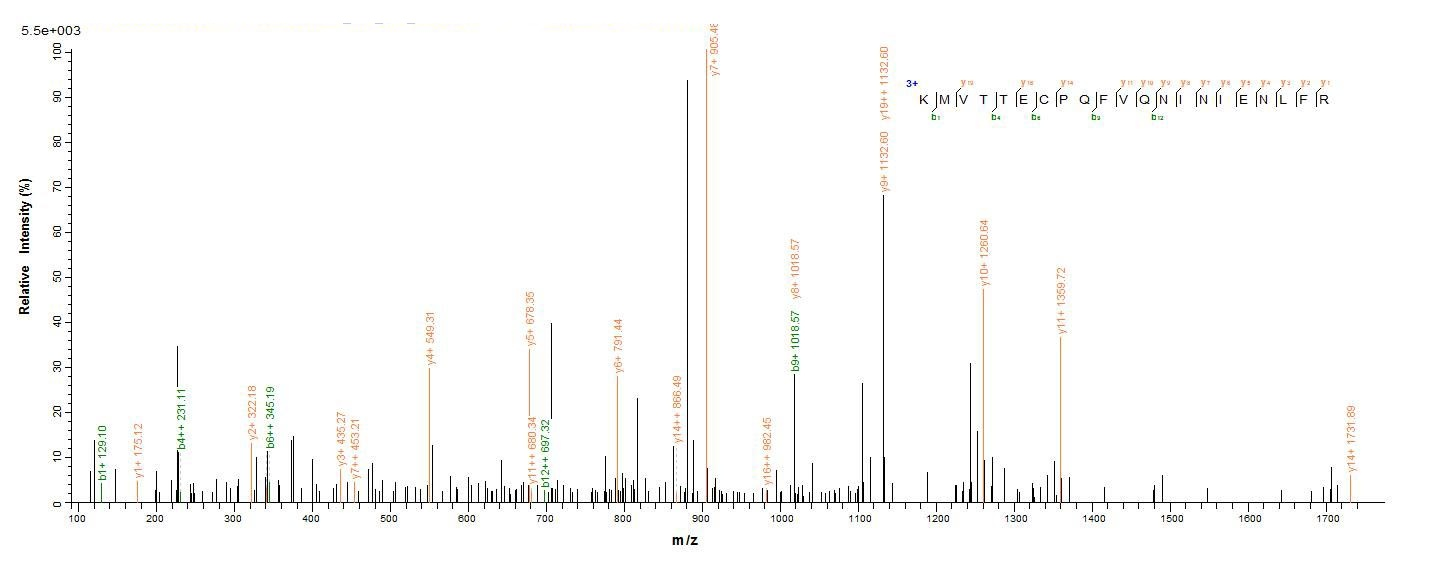 Mouse S100A8 protein