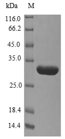 Monkey alpha Synuclein protein