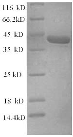 Rat alpha Synuclein protein