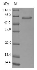 E. coli GLSA1 protein