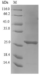 E. coli EDA protein