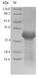 Bacterial RBTD protein