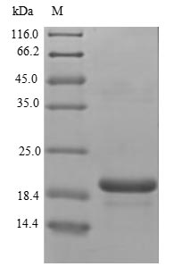 E. coli NIKR protein