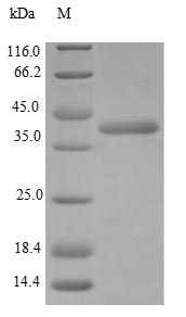 Mouse PRSS29 protein