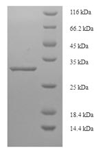 Human SEC11C protein